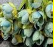 Букет весенний первоцвет мятный